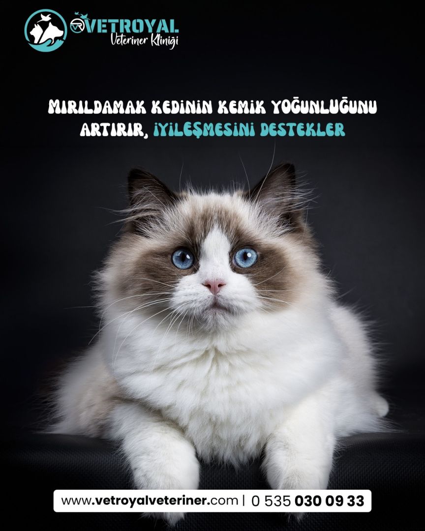 upload/blog/sakarya_veteriner.jpg