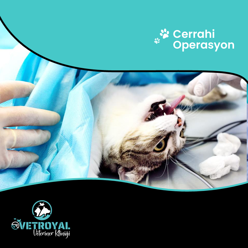upload/hizmetler/sakarya_hayvan_cerrahi_operasyon_1.jpg