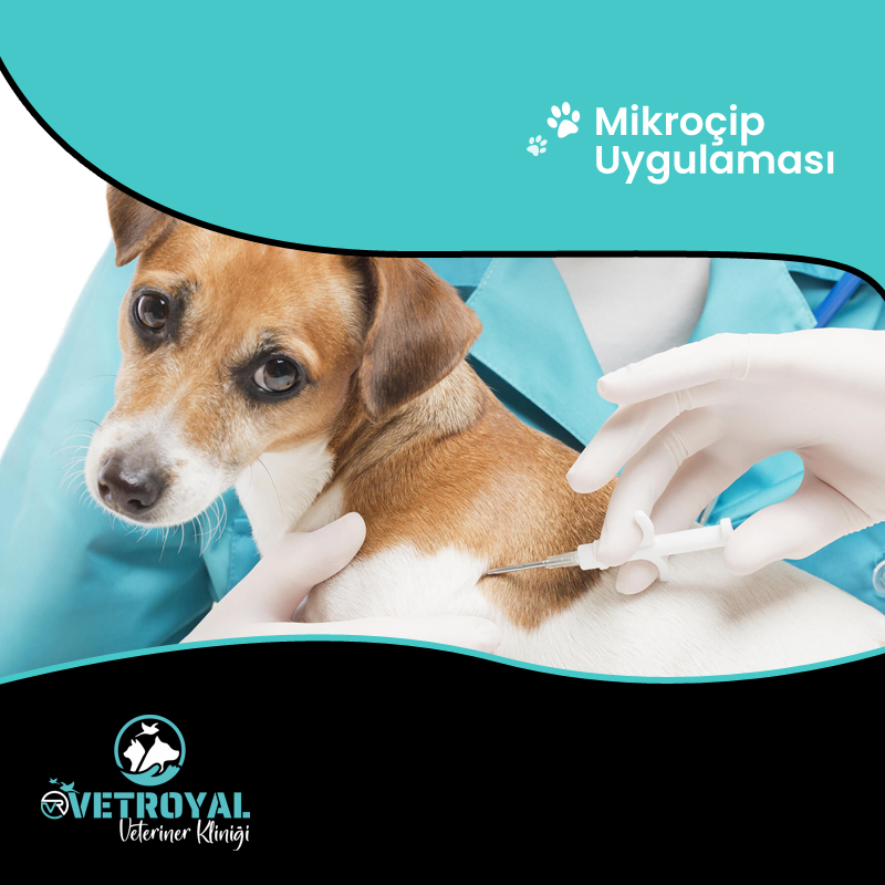 MİKROÇİP UYGULAMASI