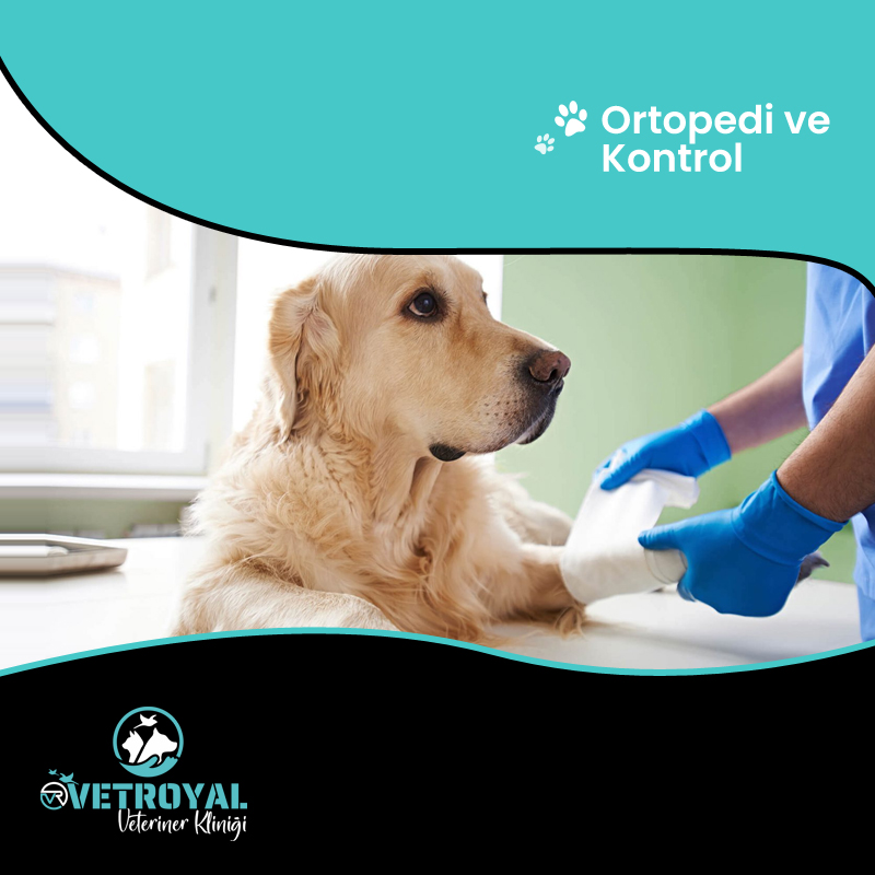 DERMOTOLOJİK HASTALIKLAR
